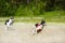 Russian wolfhounds lure coursing competition