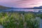 Russle Lupines at Lake Tekapo