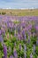 Russle Lupines at Lake Tekapo