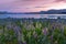 Russle Lupines at Lake Tekapo