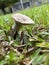 Russula acrifolia. Close up photo of a fungi on the grass