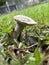 Russula acrifolia. Close up photo of a fungi on the grass