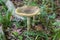Russula aeruginea mushroom,Autumn mushrooms grow in the Russulaceae forest