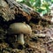 russula aeruginea mushroom with brown pseudo-stem and brown umbrella-like mushroom leaves in garden soil