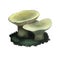 Russula aeruginea, tacky or grass green mushroom closeup digital art illustration. Boletus has light grey olive color