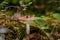 Russula atropurpurea, commonly called the blackish purple Russula or the purple brittlegill