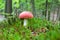 Russula aurea, a bright red edible mushroom, grows among mosses in the woods