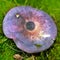 Russula cyanoxantha mushroom