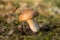Russula decolorans mushroom is edible wild fungus. Orange mushroom, natural environment background.