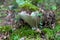 Russula delica white mushroom covered in moss and dry leaves in forest