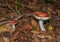 Russula Emetica Mushroom