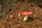 Russula Emetica Mushroom