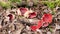 Russula Emetica a poisonous toadstool also known as The Sickener.