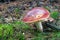 Russula emetica red mushroom