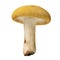 Russula flavida mushroom, Yellow mushroom isolated on white background, with clipping path