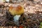 Russula foetens. Fungus in the natural environment