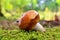 Russula foetens mushroom