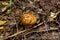 Russula foetens. Summer forest.