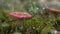 Russula in the forest in the rain. CREATIVE. Close shot with dew during rain on a pink mushroom. A mushroom from the