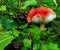 Russula fungus, mushroom - slimy and red