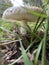 Russula graveolens. Fungi on the grass