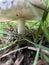 Russula graveolens. Fungi on the grass