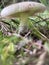 Russula graveolens. Fungi on the grass