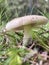 Russula graveolens. Fungi on the grass