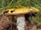 Russula grows in woods. Yellow hat. Edible mushroom