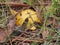 Russula grows in woods. Yellow hat. Edible mushroom