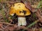 Russula grows in woods. Yellow hat. Edible mushroom