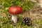 Russula mushroom