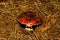 Russula mushroom