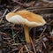 Russula mushroom