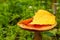 Russula mushroom in autumn with orange leave on top