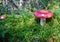 Russula mushroom in the forest