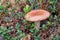 Russula mushroom in forest. Beautiful little edible fungus. Seasonal collect of edible mushrooms