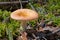 Russula mushroom in forest. Beautiful little edible fungus. Seasonal collect of edible mushrooms