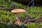 Russula mushroom in forest. Beautiful little edible fungus. Seasonal collect of edible mushrooms