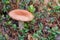 Russula mushroom in forest. Little edible fungus. Edible tasty mushroom