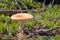 Russula mushroom in forest. Little edible fungus. Edible tasty mushroom