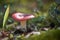 Russula mushroom in forest. Little edible fungus. Edible tasty mushroom