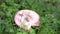 Russula mushroom in the grass in the forest. Edible small mushroom Russula with red russet cap in moss autumn forest