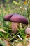 Russula mushroom with purple hat and stem