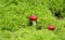 Russula mushrooms growing among moss