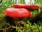 Russula mushrooms with red hats
