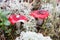 Russula mushrooms in the woods