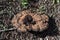 Russula nigricans, brown big mushroom