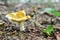 Russula ochroleuca