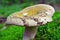 Russula olivacea mushroom